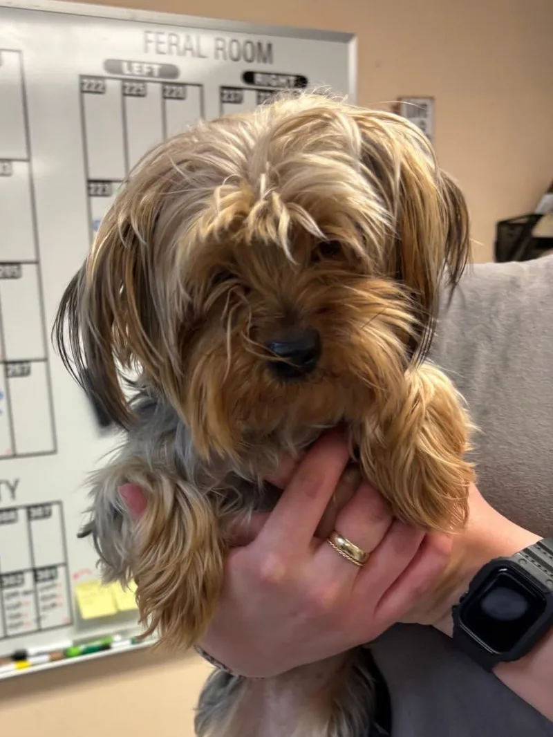 An adult medium-sized female Yorkshire Terrier dog named Ellie for adoption in Elkton, MD