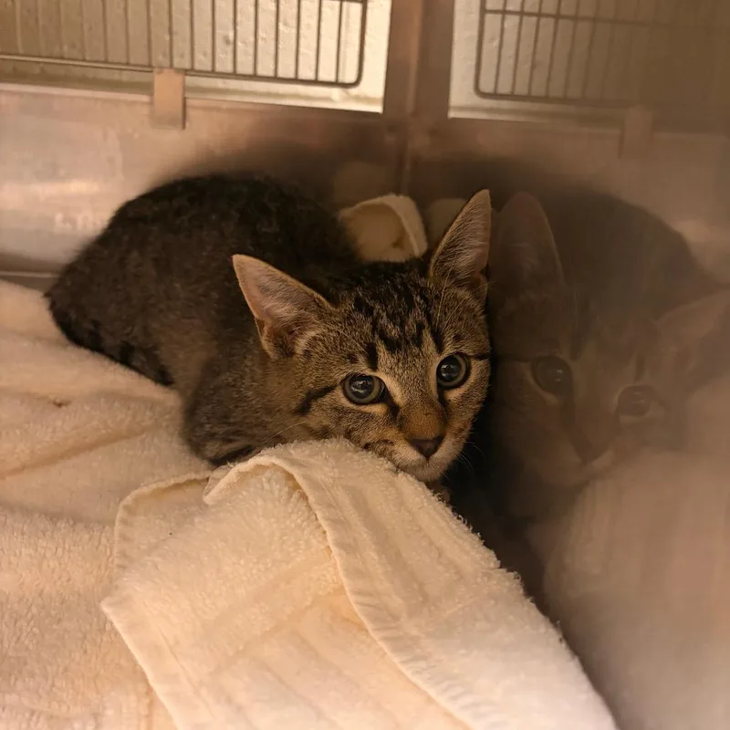 A baby small-sized female Domestic Short Hair cat named Starling for adoption in Bristol, IN
