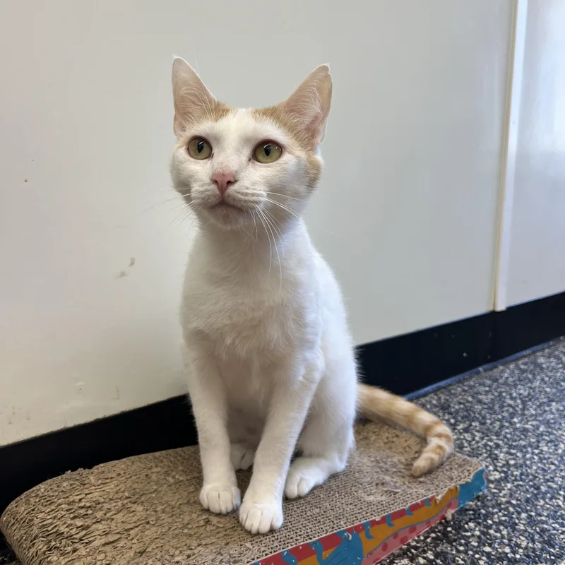 An adult medium-sized female Orange & White Domestic Short Hair cat named Lucille Pawl for adoption in McKenzie, TN