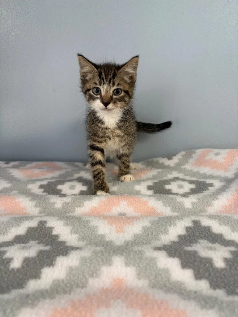 A baby small-sized male Domestic Short Hair cat named Tiramisu for adoption in Lovingston, VA