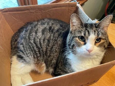 A young medium-sized female Domestic Short Hair cat named Aurora for adoption in West Milton, OH