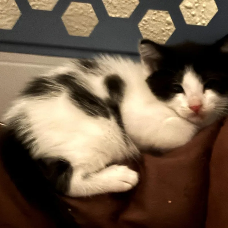 Spot