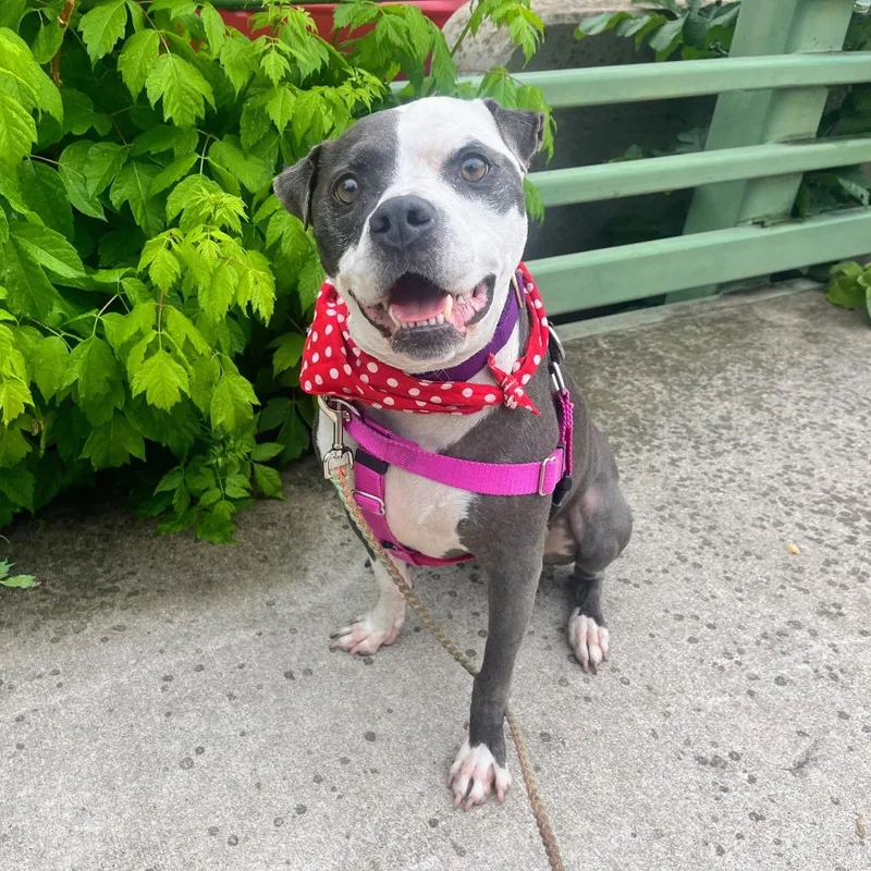 Starlight thumbnail 2