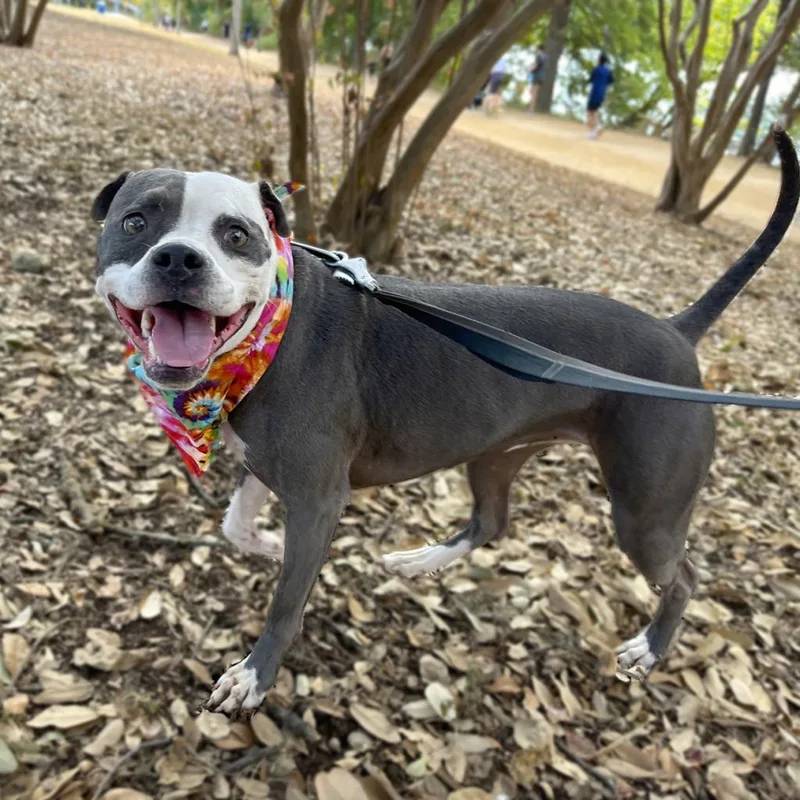 Starlight thumbnail 3