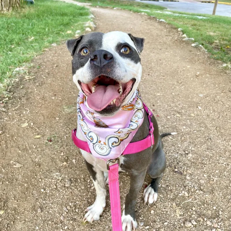 Starlight thumbnail 4