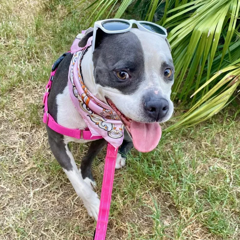 Starlight thumbnail 5