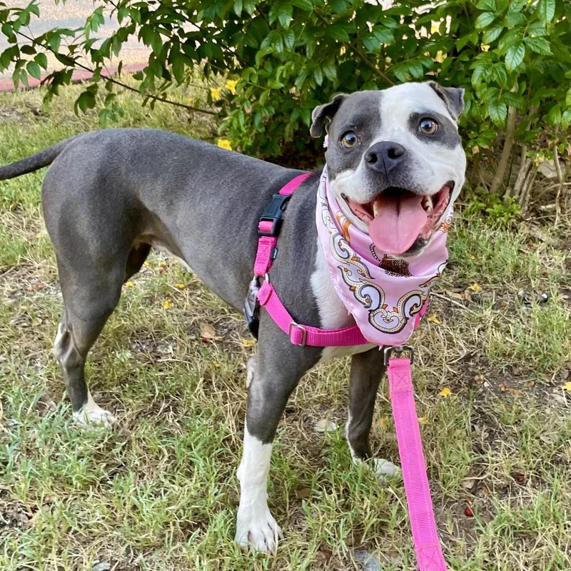 Starlight thumbnail 6