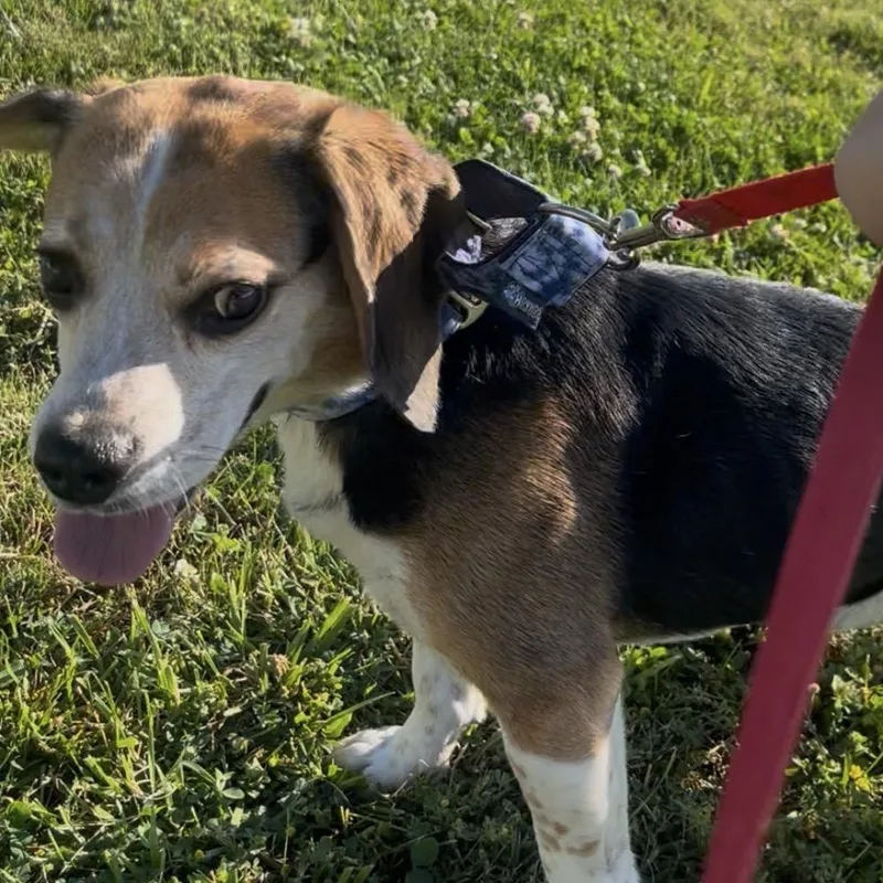 An adult small-sized male Yellow / Tan / Blond / Fawn Beagle dog named Bugle for adoption in Marysville, OH
