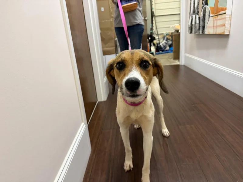 An adult medium-sized female Hound dog named Brinley for adoption in Holly Springs, NC
