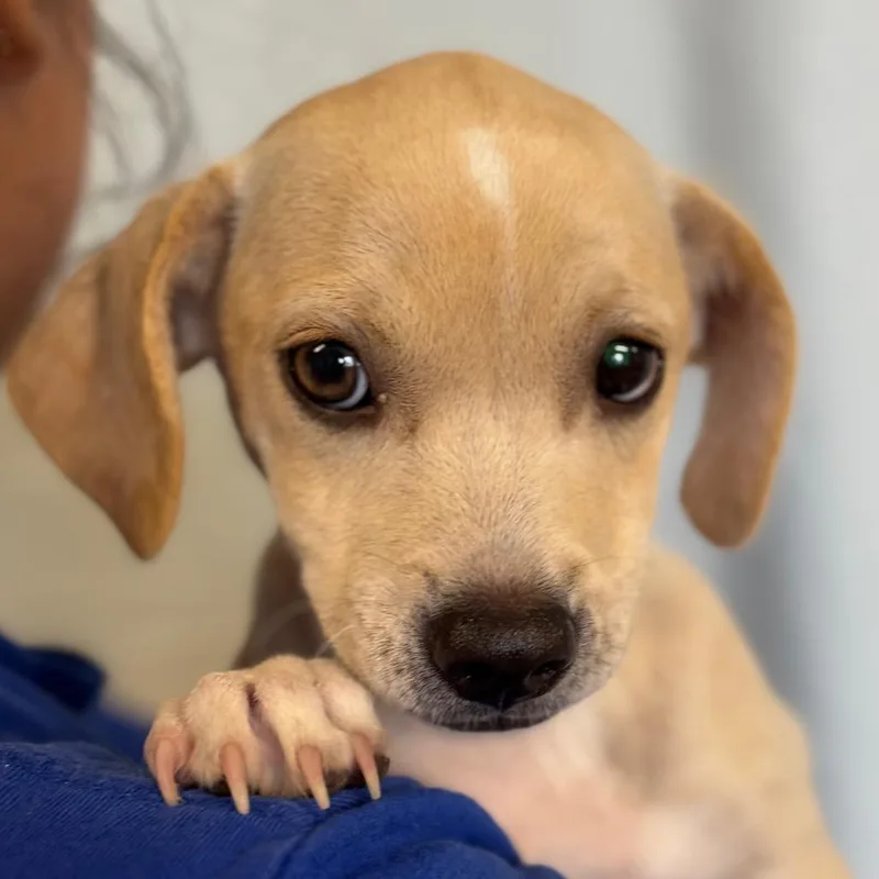 A baby small-sized female Yellow / Tan / Blond / Fawn Black Mouth Cur dog named Blossom for adoption in Santa Barbara, CA