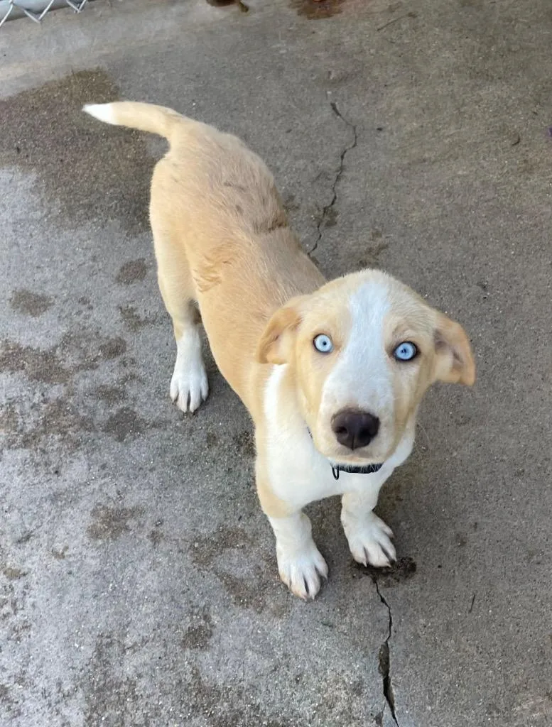 A baby small-sized female Australian Cattle Dog / Blue Heeler dog named Renée for adoption in Mena, AR