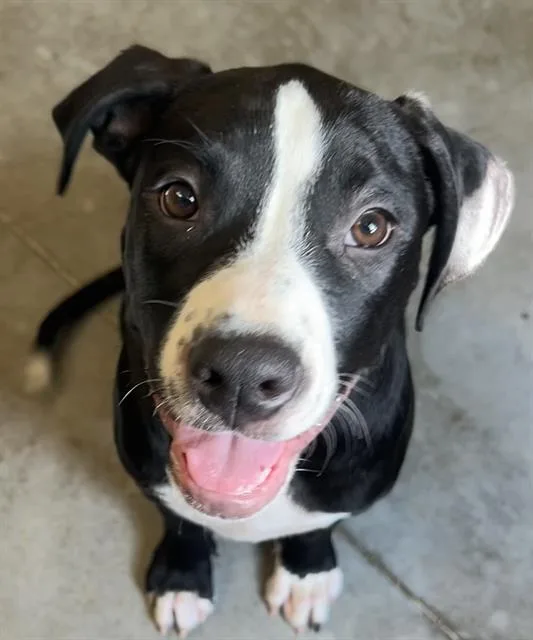 A baby small-sized male Staffordshire Bull Terrier dog named Lunch Box for adoption in Santa Cruz, CA