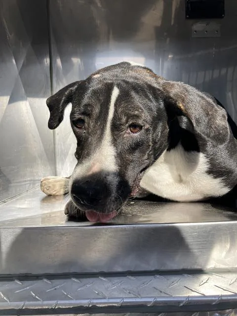 An adult large-sized female Mixed Breed dog named Aresa for adoption in Dallas, TX