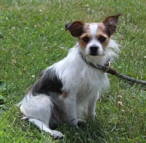 An adult small-sized male White / Cream Terrier dog named Taquito for adoption in Heath, OH