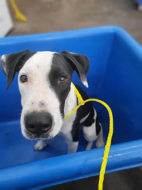 A young large-sized male Mixed Breed dog named Curtis for adoption in Dallas, TX