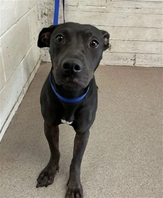 A young medium-sized female Pit Bull Terrier dog named Gigi for adoption in San Bernardino, CA