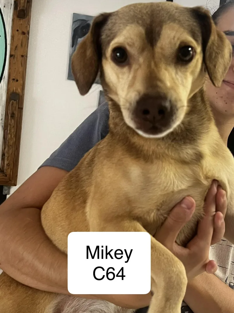 Mikey
