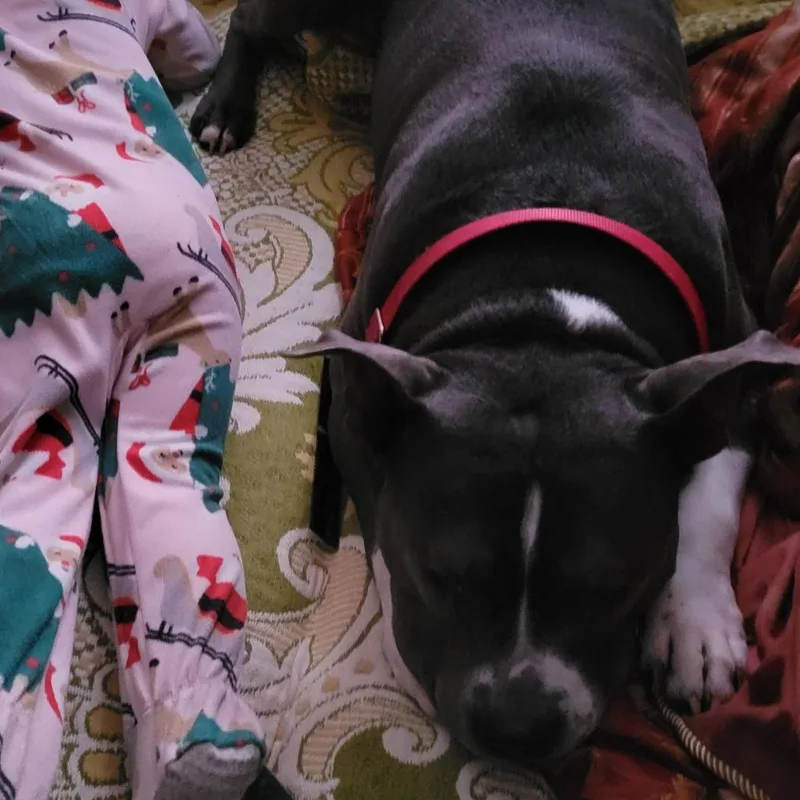 A senior large-sized male Gray / Blue / Silver Mixed Breed dog named Jone for adoption in Philadelphia, PA