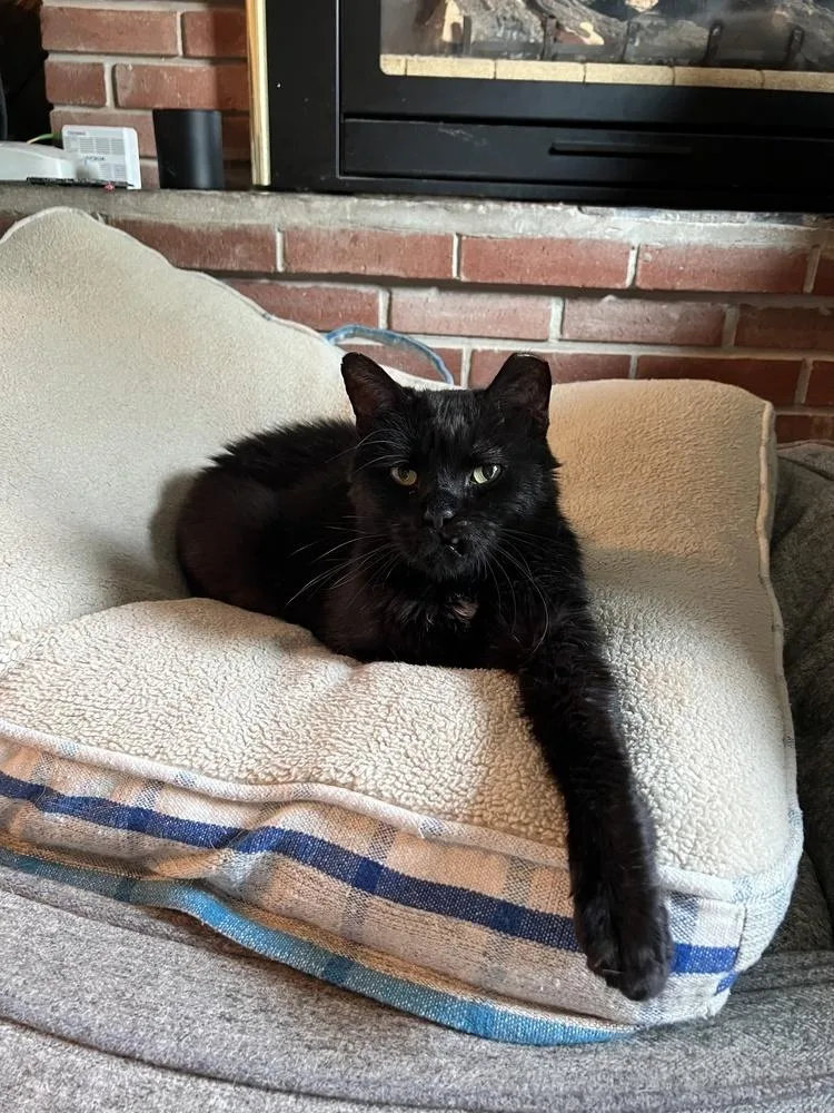 A senior medium-sized male Black Domestic Medium Hair cat named Grasshopper for adoption in Lansing, MI