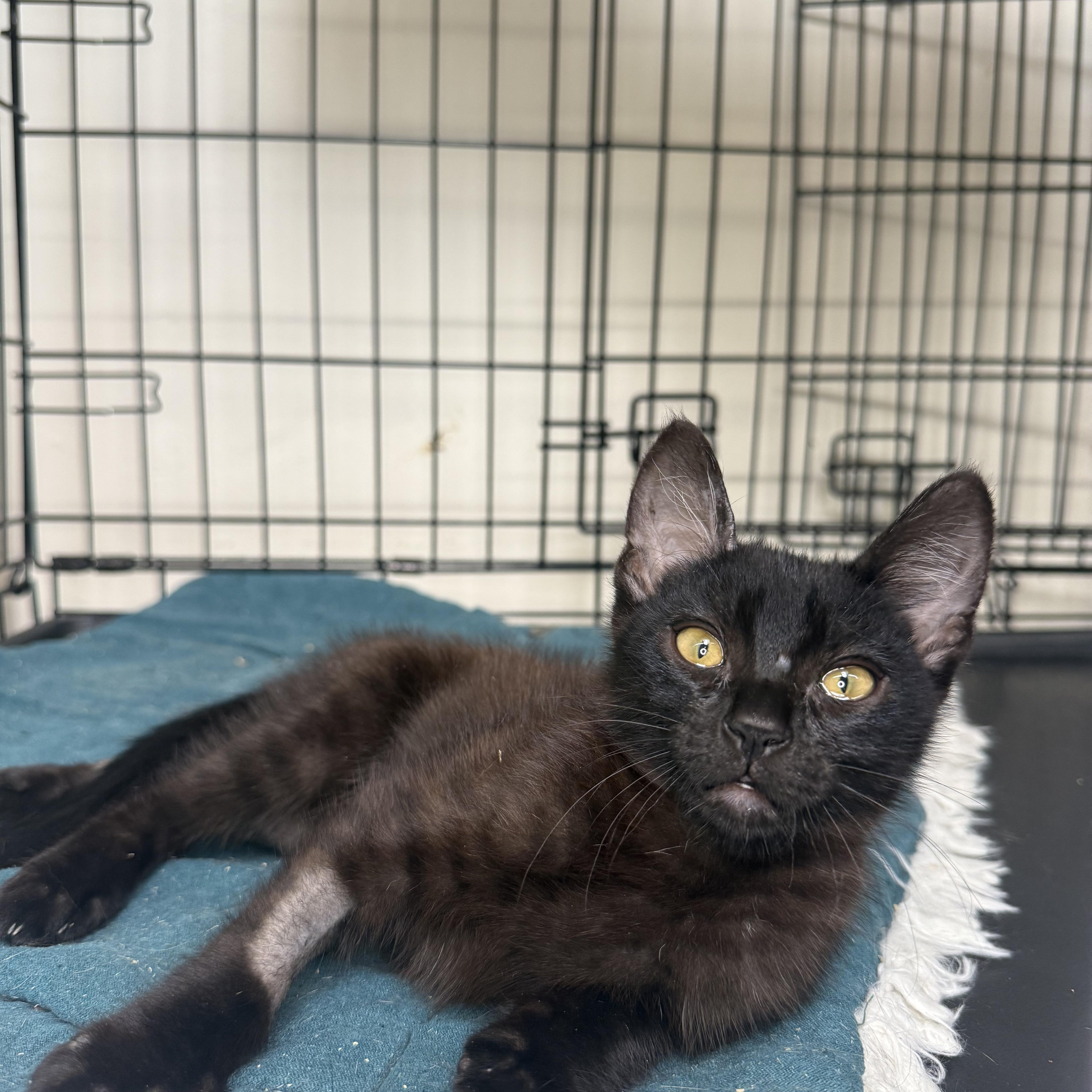 A baby medium-sized male Black Domestic Short Hair cat named Zebra for adoption in Mount Rainier, MD