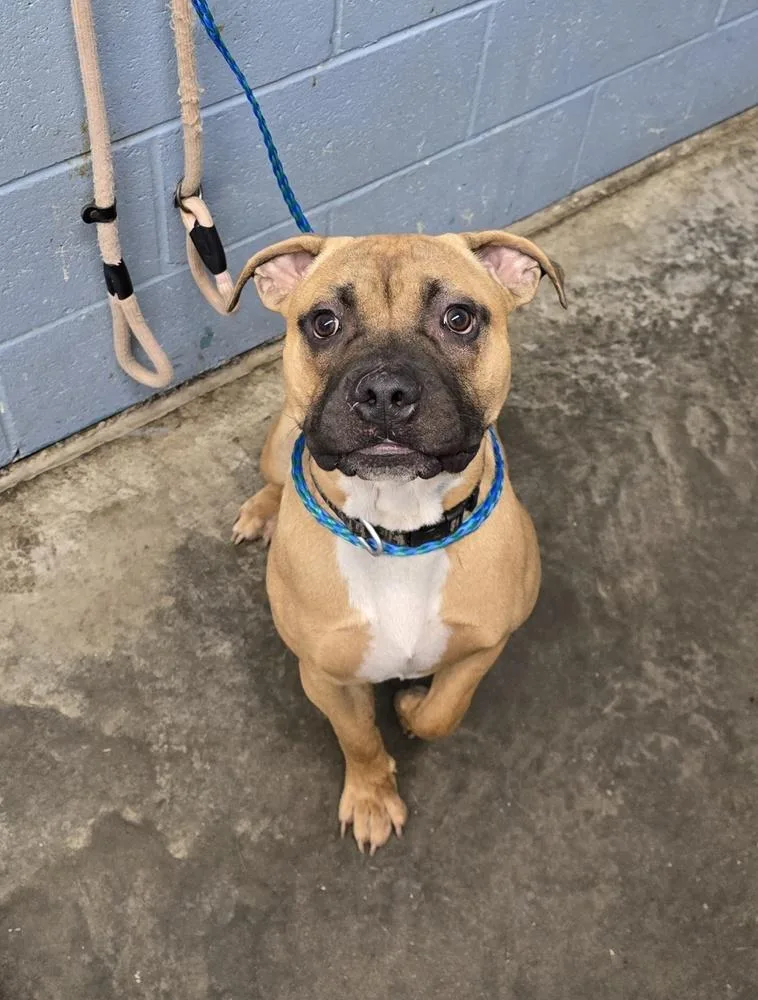 An adult large-sized male Brown / Chocolate Pit Bull Terrier dog named Keen for adoption in Evansville, IN