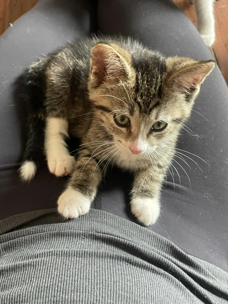 A baby medium-sized male Domestic Short Hair cat named Dennis for adoption in St. Cloud, MN