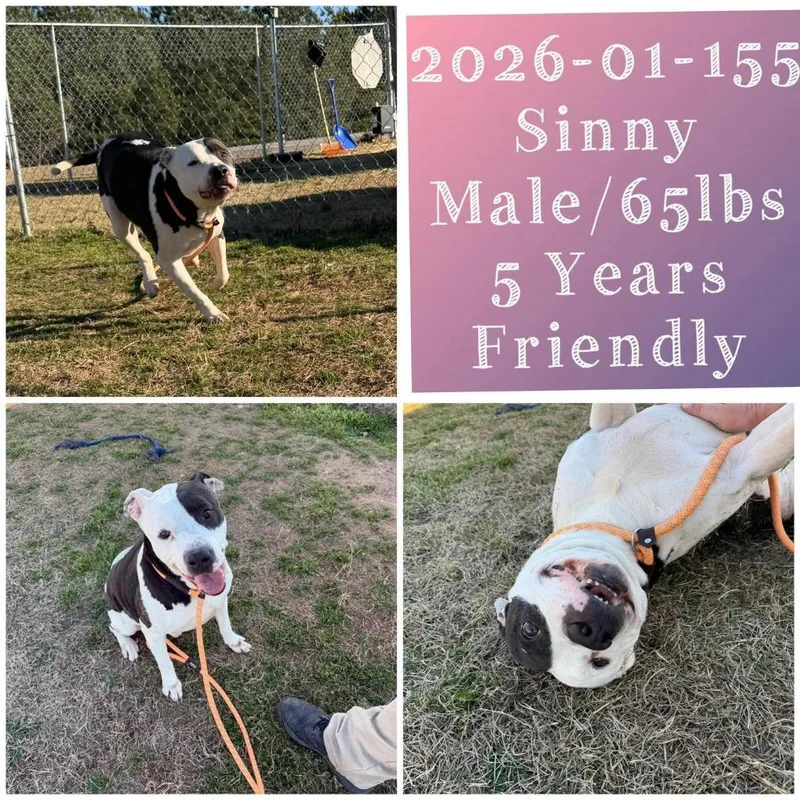 An adult medium-sized male Pit Bull Terrier dog named Sinny for adoption in Winder, GA