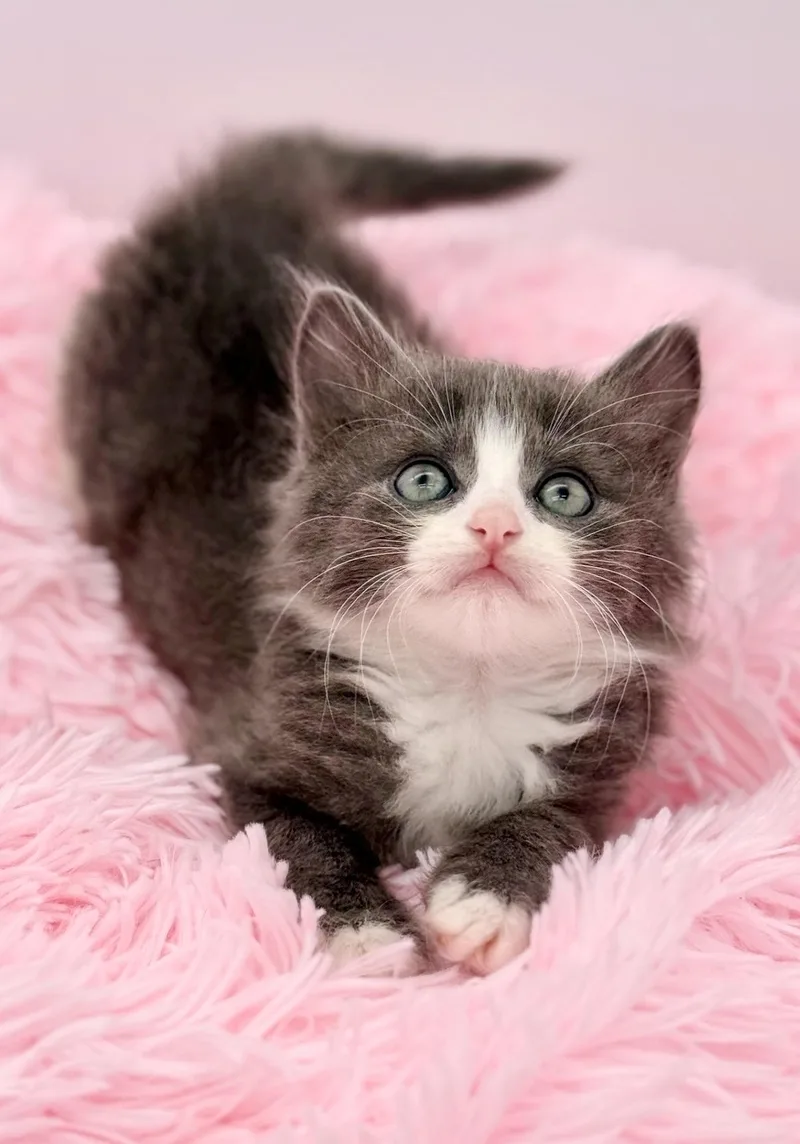 A baby medium-sized male Blue Cream Ragdoll cat named Moon Song for adoption in Covington, LA