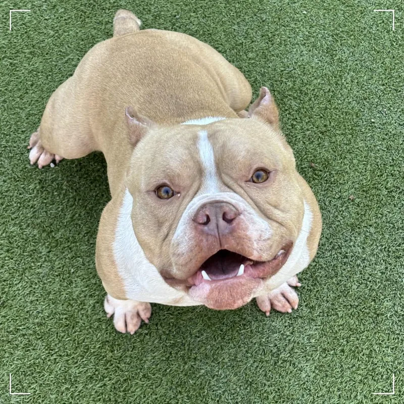 An adult medium-sized male Yellow / Tan / Blond / Fawn American Staffordshire Terrier dog named Hammy for adoption in Upland, CA