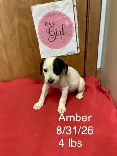 A baby small-sized female Great Pyrenees dog named Amber for adoption in Welling, OK