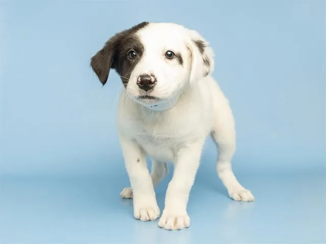 A baby small-sized male Pit Bull Terrier dog named Huey for adoption in Phoenix, AZ