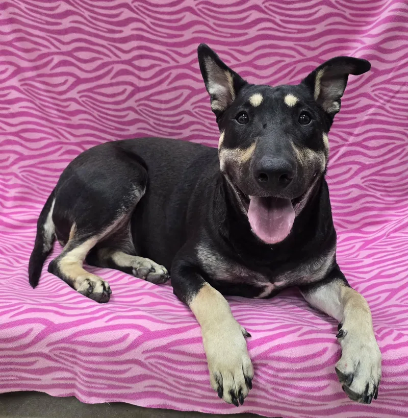 An adult medium-sized female Mixed Breed dog named Molly for adoption in Frankfort, IN