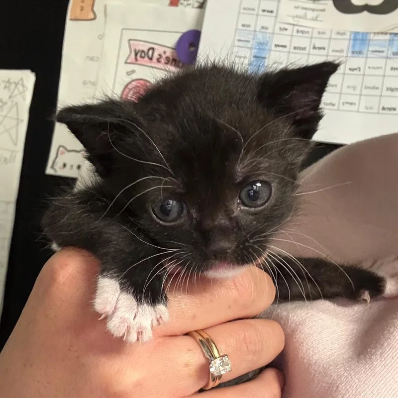 A baby small-sized female Black Domestic Short Hair cat named Cabo for adoption in Westminster, CA