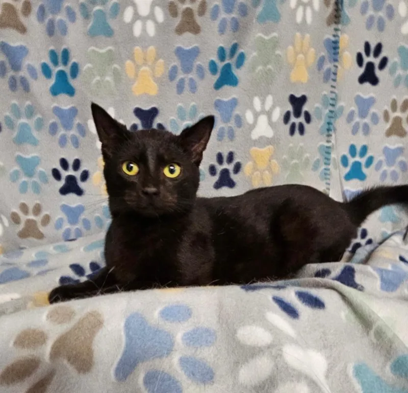 A young medium-sized male Domestic Short Hair cat named Melvin for adoption in Wabash, IN