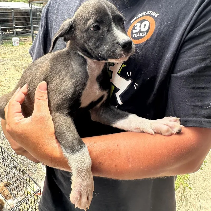A baby medium-sized male Gray / Blue / Silver American Staffordshire Terrier dog named Franklin for adoption in Point Richmond, CA