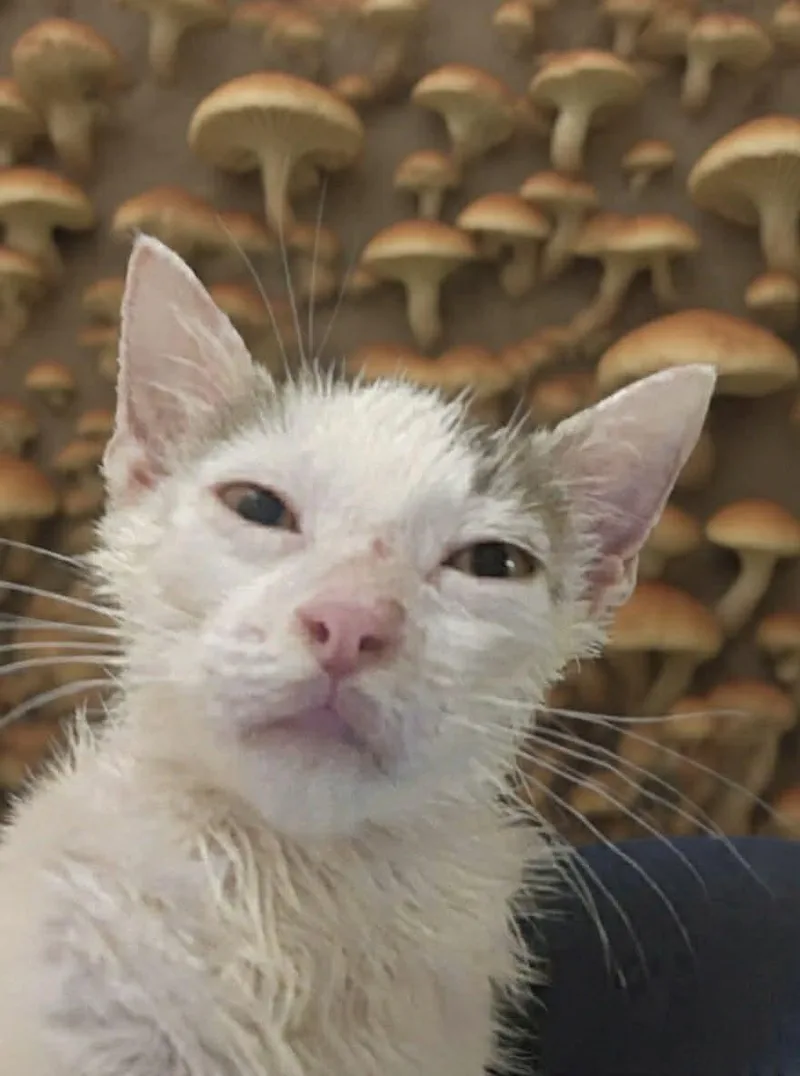 A baby small-sized female White Domestic Short Hair cat named Dewdrop Dapperling for adoption in Tipp City, OH