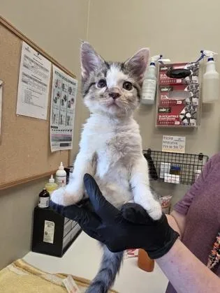 A baby small-sized male Domestic Short Hair cat named Verde for adoption in Fishers, IN