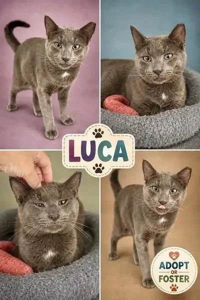 Luca