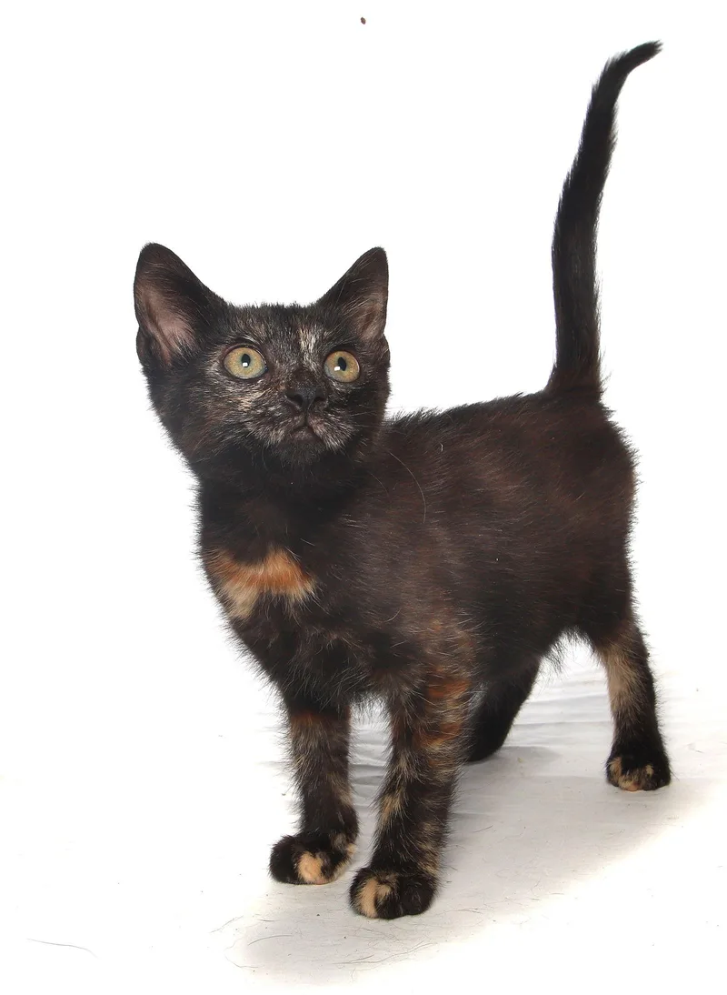 Seinna   Center thumbnail 3