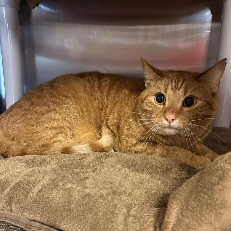 An adult small-sized male Domestic Short Hair cat named Butters for adoption in Knoxville, TN