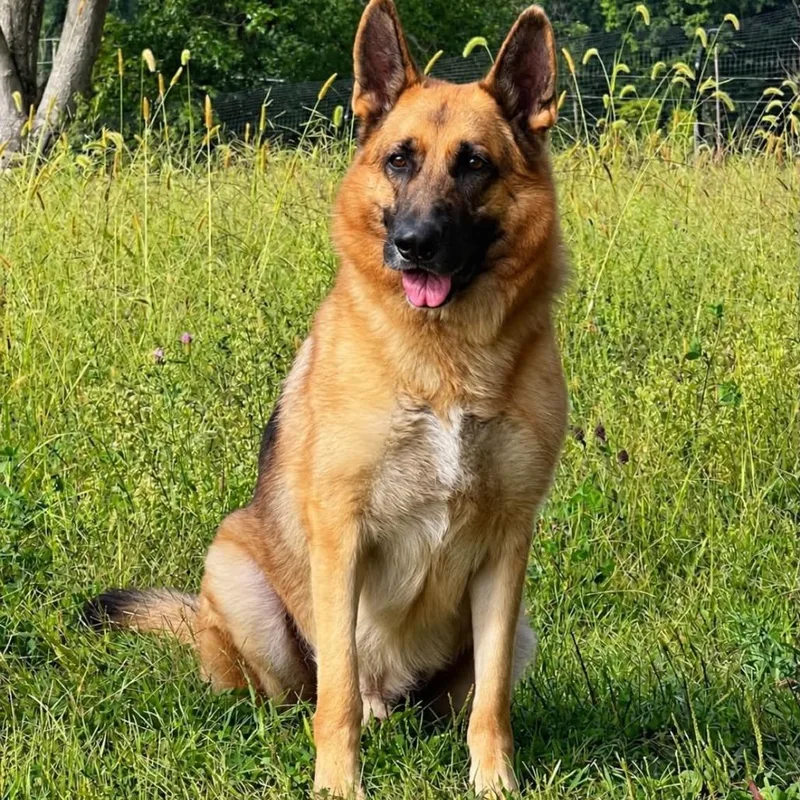 An adult large-sized male German Shepherd Dog dog named Vader for adoption in New Ringgold, PA