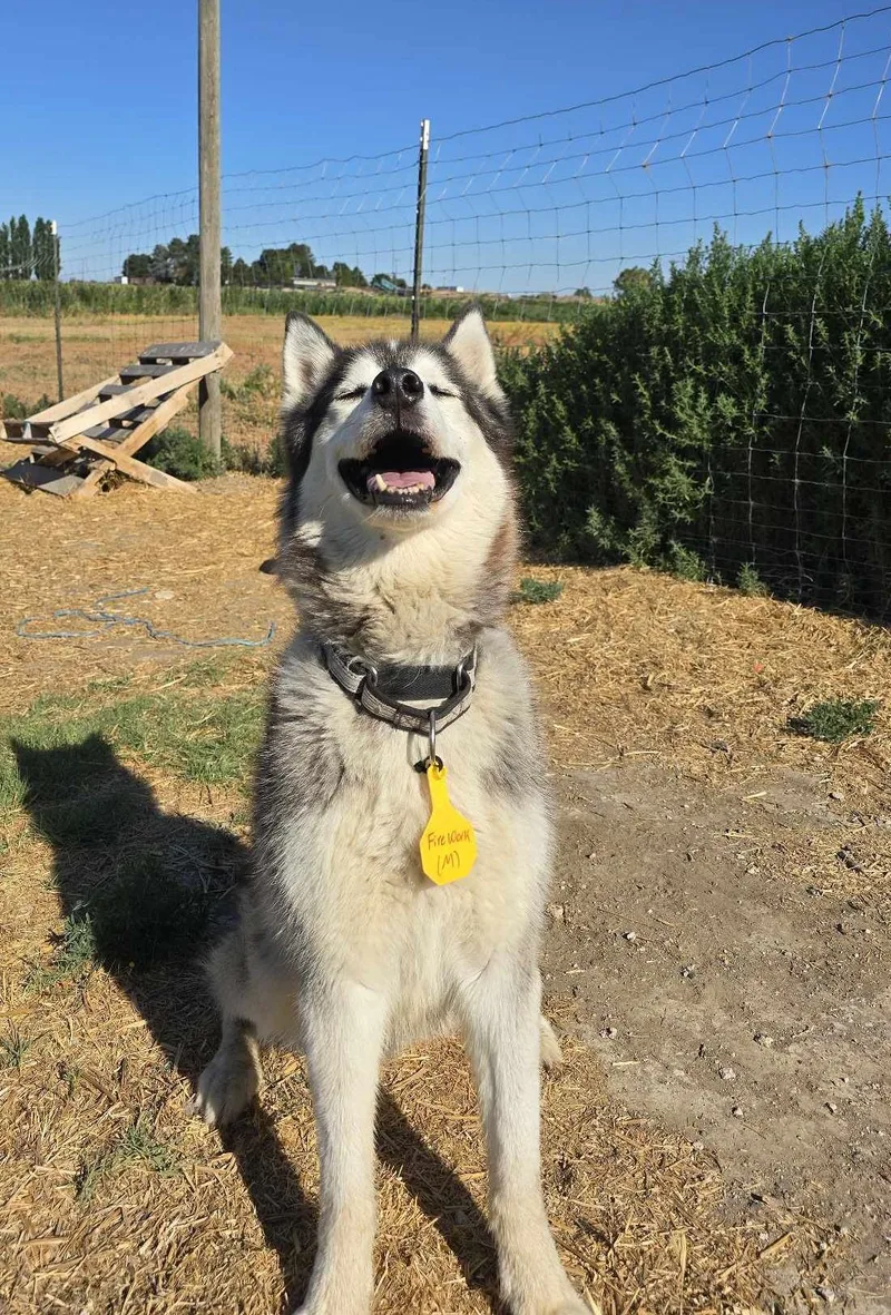 Firework thumbnail 4