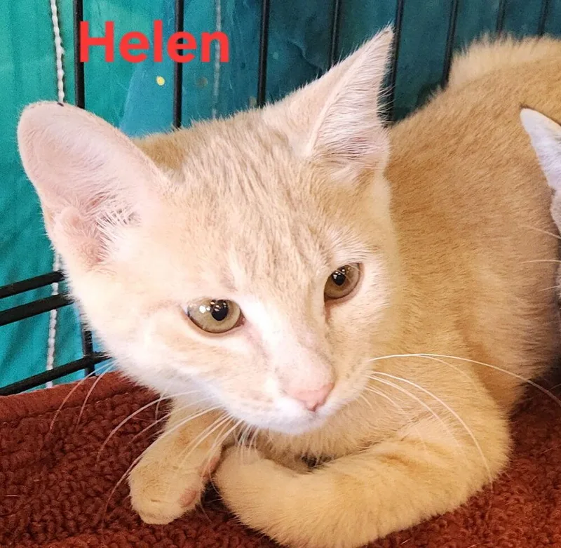 A baby small-sized female Domestic Short Hair cat named Helen for adoption in Dallas, TX