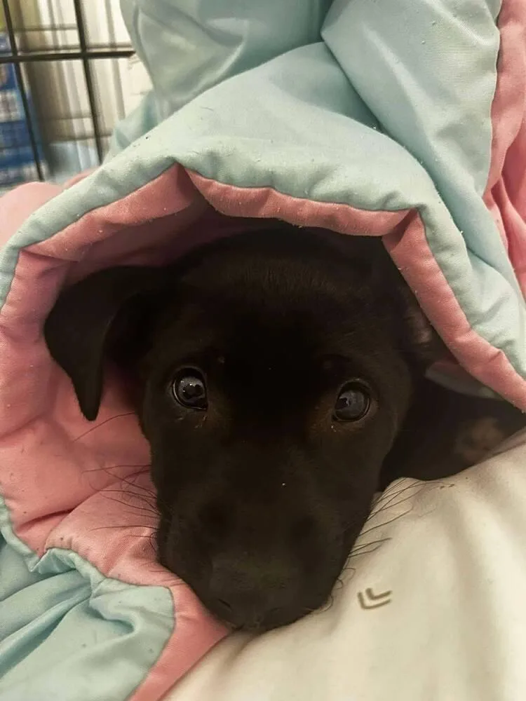 A baby medium-sized female Tricolor (Brown, Black, & White) Retriever dog named Koharu Cute for adoption in Saugus, MA