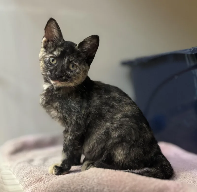 A baby medium-sized female Tortoiseshell Domestic Short Hair cat named Twix for adoption in Tomah, WI