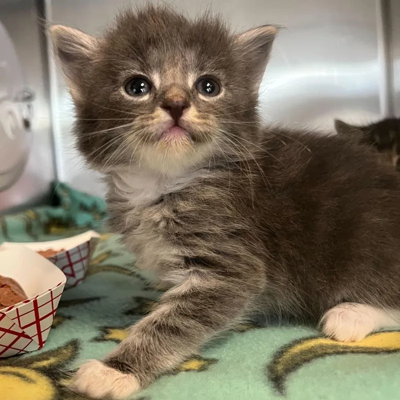 A baby small-sized male Gray / Blue / Silver Domestic Short Hair cat named Cookie Monster for adoption in Los Angeles, CA