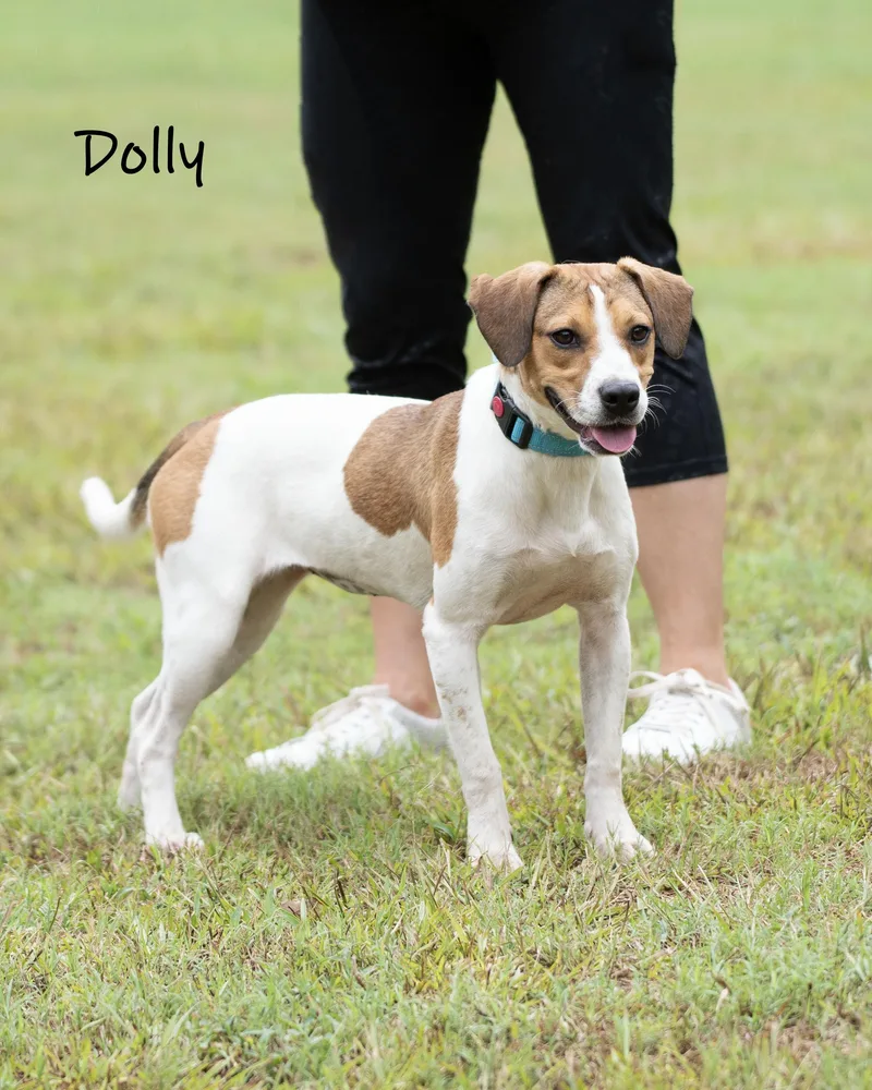 Dolly thumbnail 4