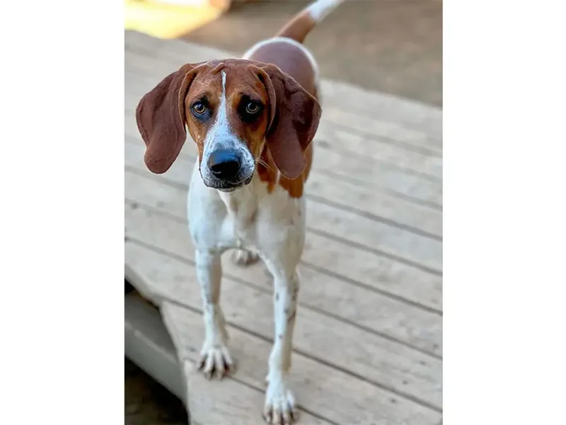 A young large-sized male Treeing Walker Coonhound dog named Modern Romance for adoption in Leawood, KS
