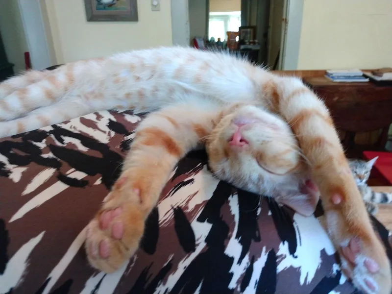 An adult medium-sized male Tabby cat named Tango bestieofLittleBobbie for adoption in Houston, TX