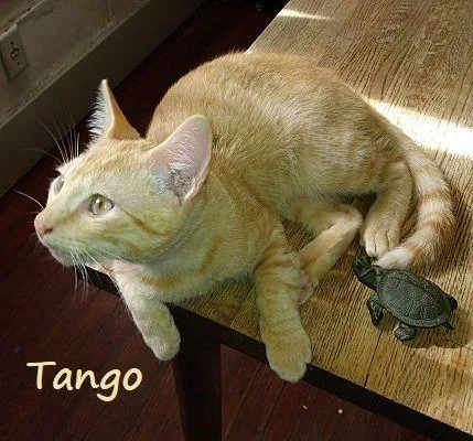 Tango bestieofLittleBobbie thumbnail 3